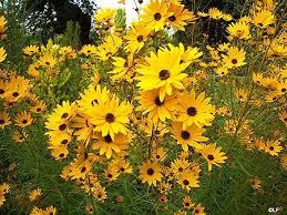 بذرگل آفتابگردان زینتی